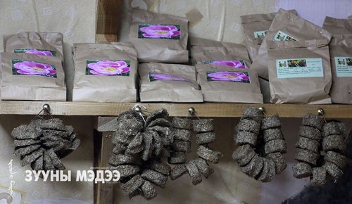 Тэшигийн эмийн ургамлын “мэргэжилтэн”